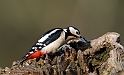 Great spotted woodpecker - E
